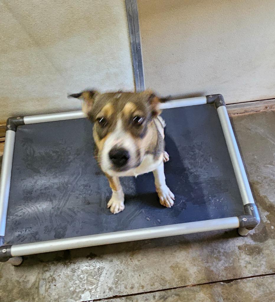 Enlarge Renee, a Adoptable mixed breed in Tucumcari, NM image 4/4