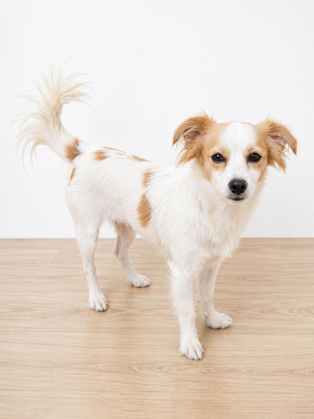 Enlarge Bonnie, an adopted mixed breed in Corona, CA image 1/1