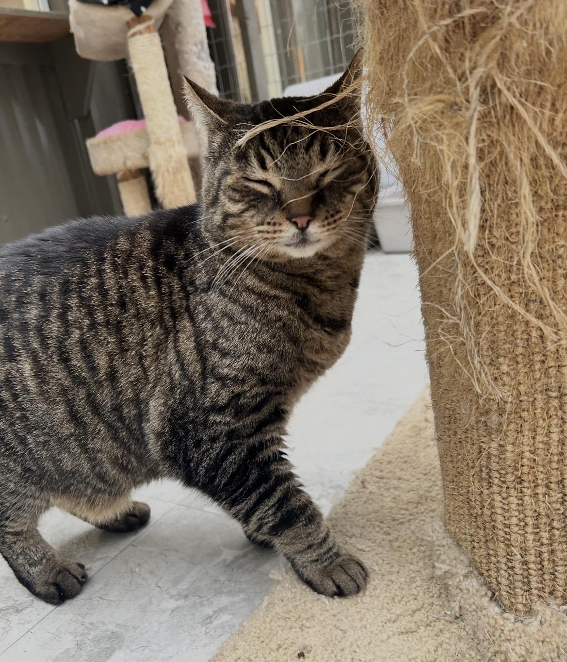 Enlarge Consomee, an adopted Domestic Short Hair in Maple Ridge, BC image 2/4