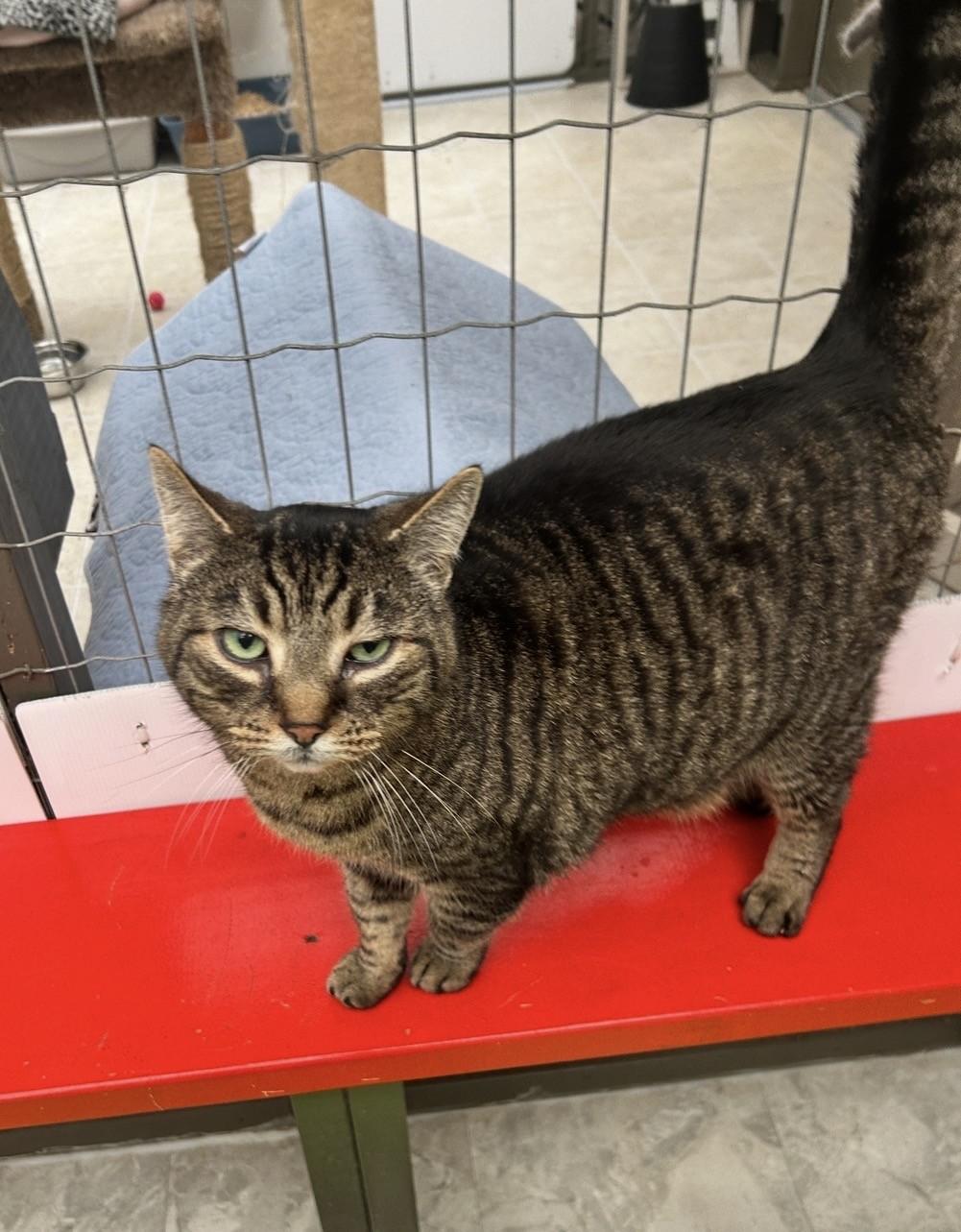 Enlarge Consomee, an adopted Domestic Short Hair in Maple Ridge, BC image 3/4