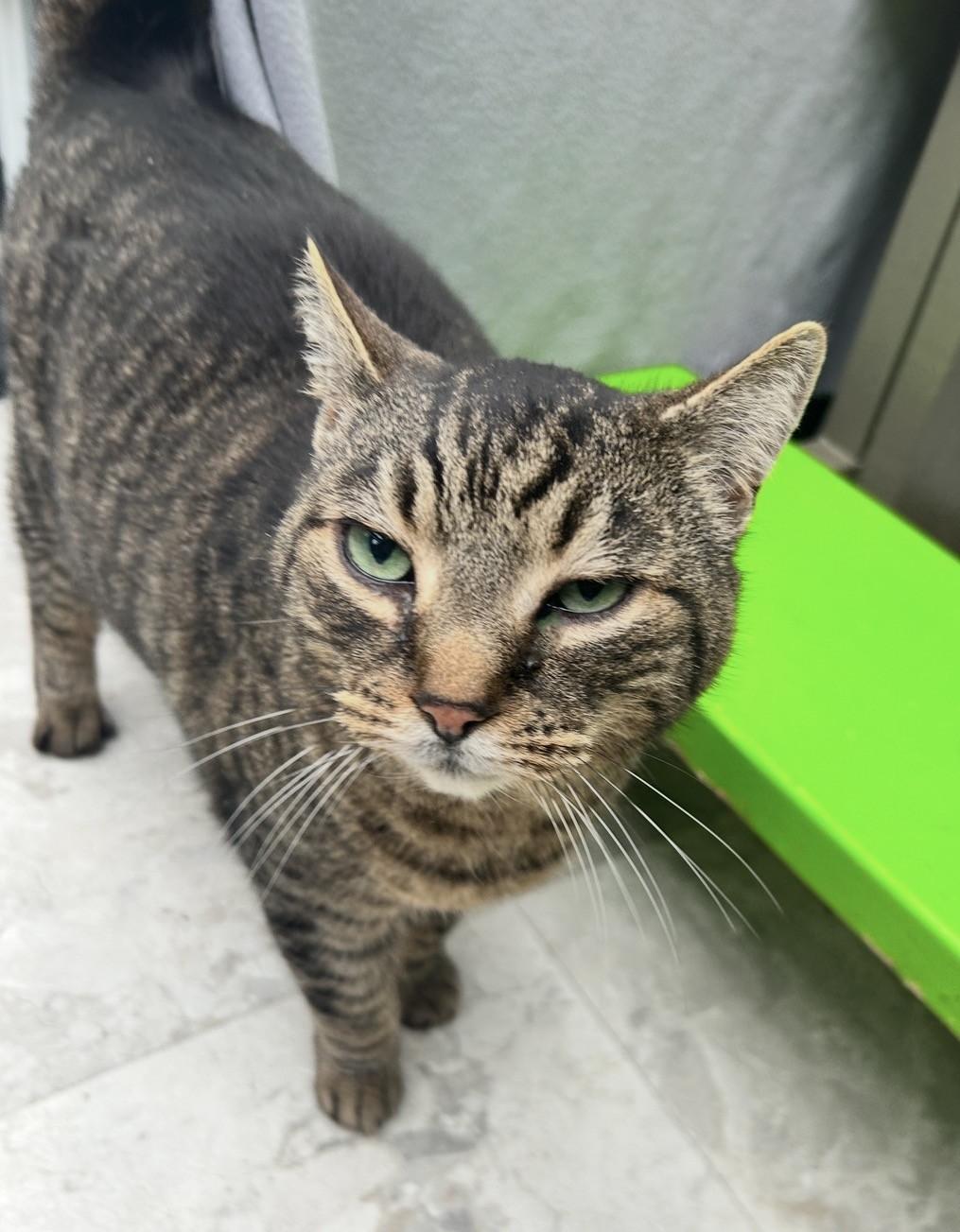 Enlarge Consomee, an adopted Domestic Short Hair in Maple Ridge, BC image 4/4