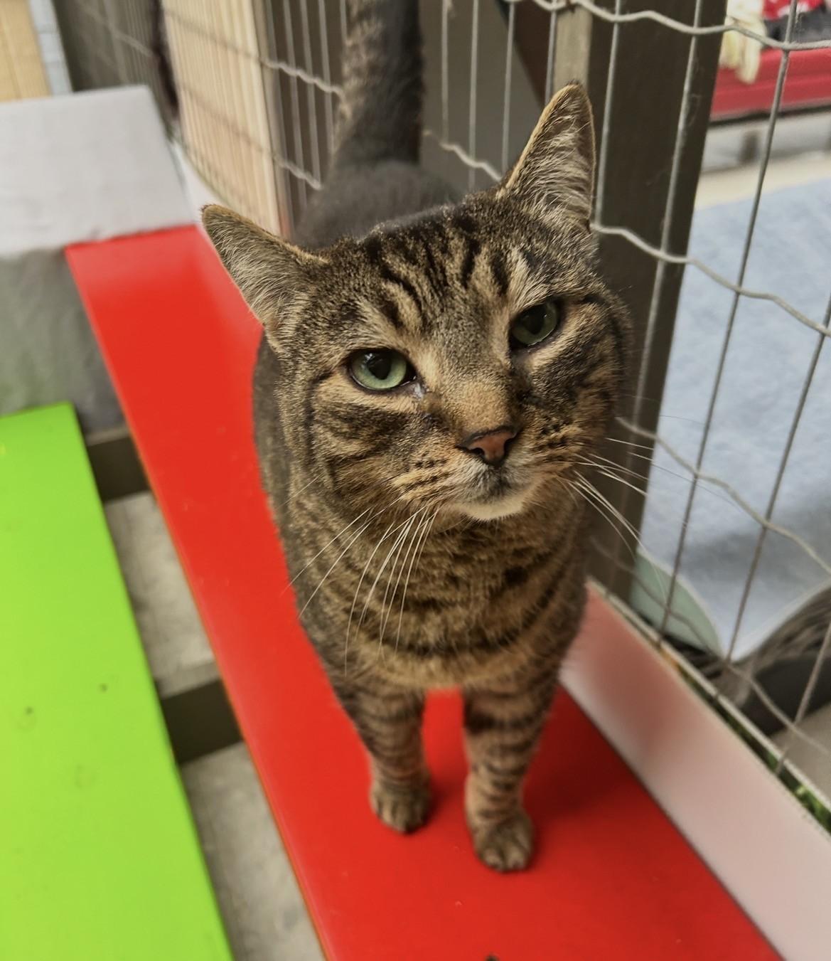 Consomee, adopted, Senior Male Domestic Short Hair.