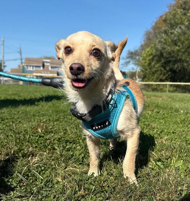 Channing in RI, Adoptable, Young Male Chihuahua.