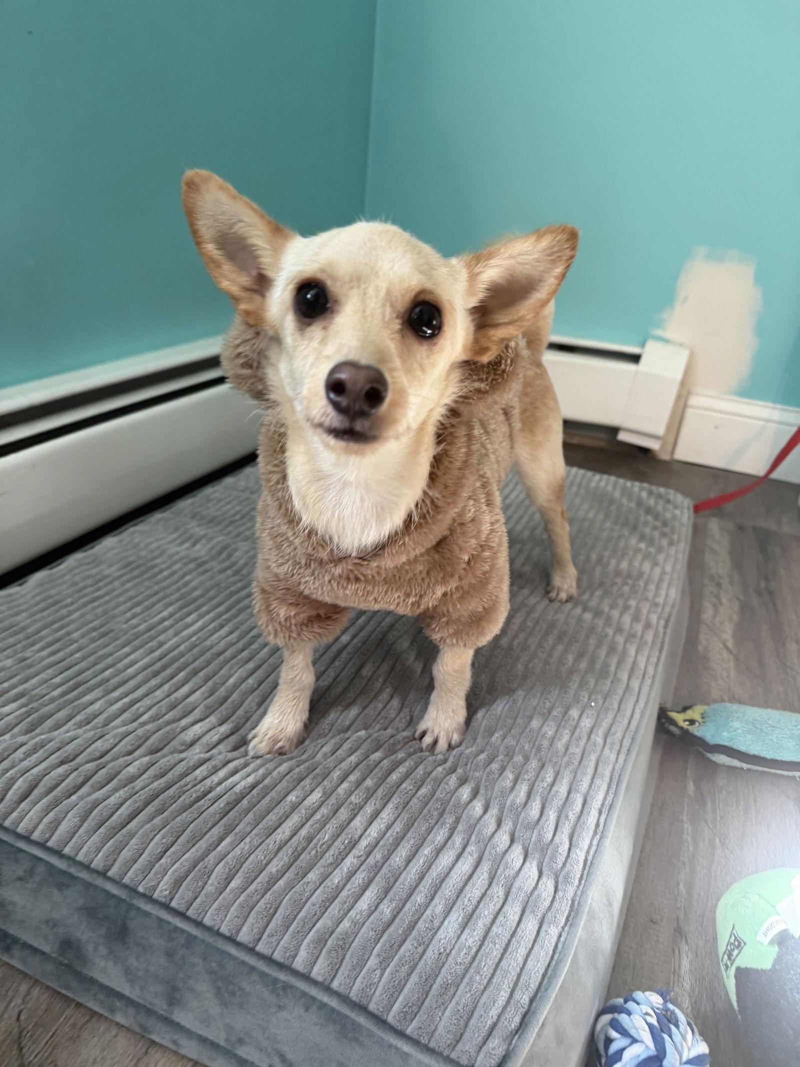 Enlarge Channing in RI, a Adoptable Chihuahua in Cranston, RI image 2/3