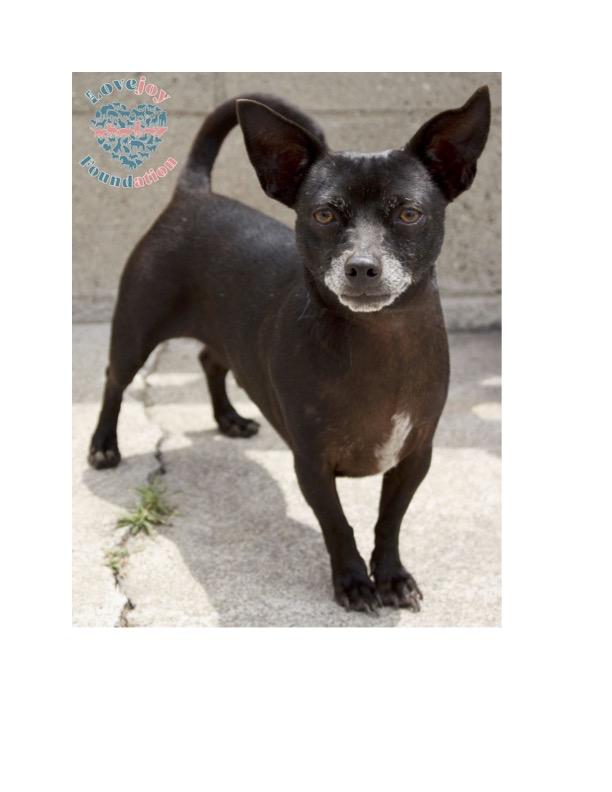 Fred COH Chihuahua Dog