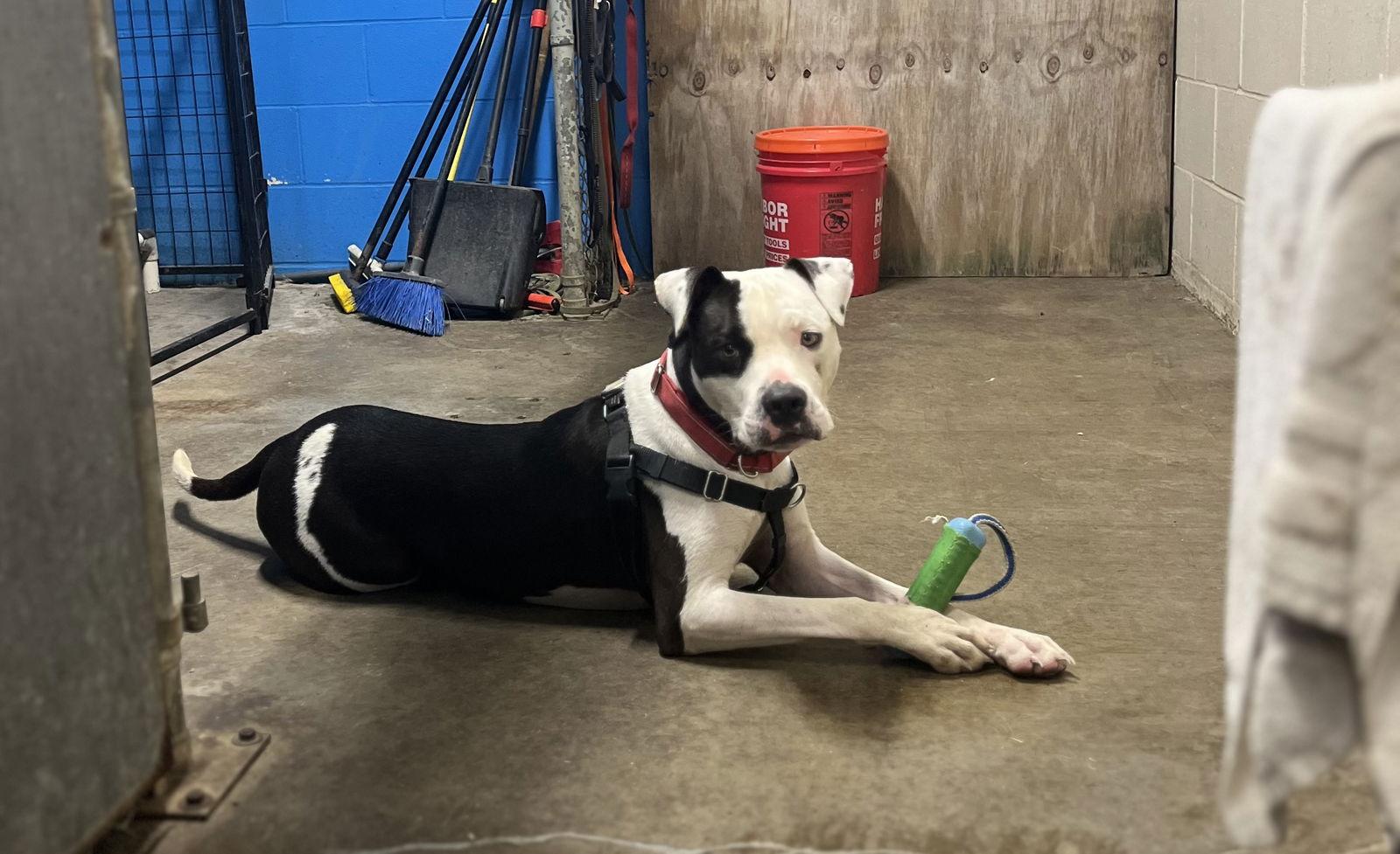 Enlarge Auggie (Spot), a Adoptable Pit Bull Terrier in St. Ann, MO image 2/3