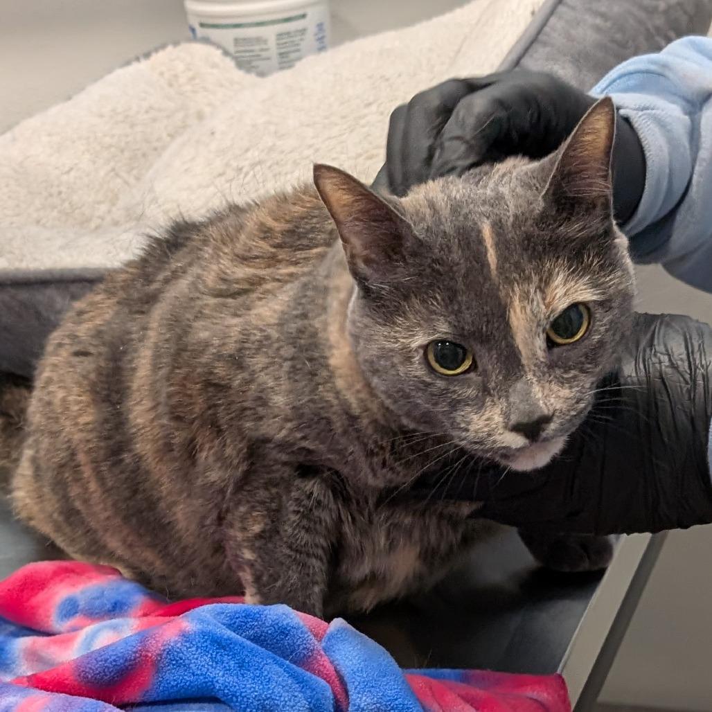 Kallie, Adoptable, Senior Female Domestic Short Hair.
