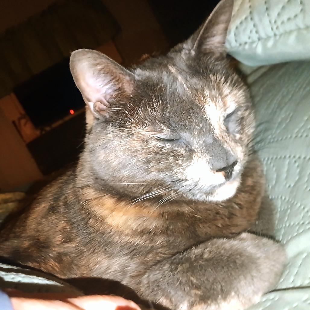 Kallie, a Adoptable Domestic Short Hair in Spokane, WA image 2/6
