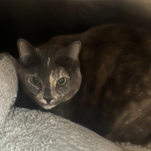 Kallie, a Adoptable Domestic Short Hair in Spokane, WA image 3/6