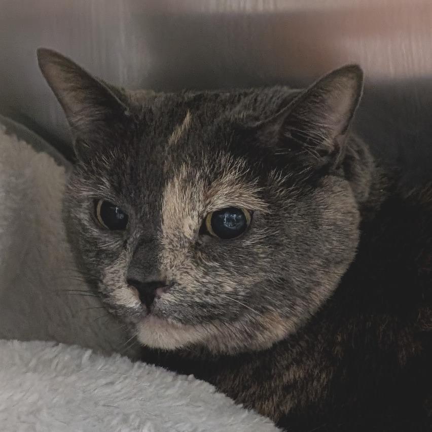 Kallie, a Adoptable Domestic Short Hair in Spokane, WA image 4/6