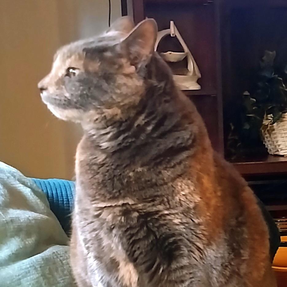 Kallie, a Adoptable Domestic Short Hair in Spokane, WA image 5/6