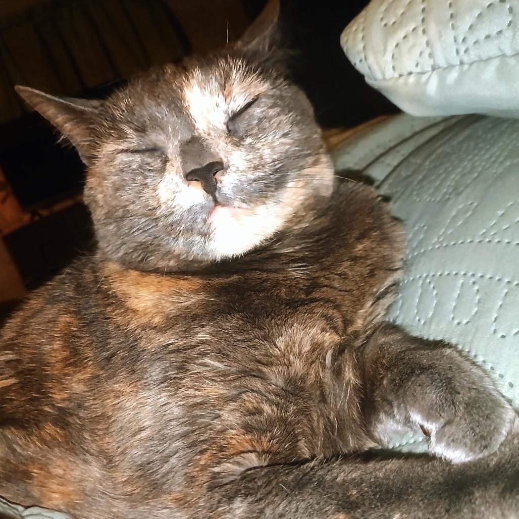 Kallie, a Adoptable Domestic Short Hair in Spokane, WA image 6/6