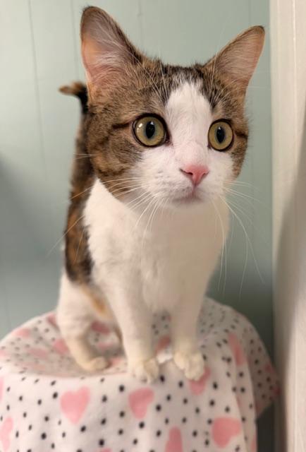 Pumpkin * — thumbnail 2