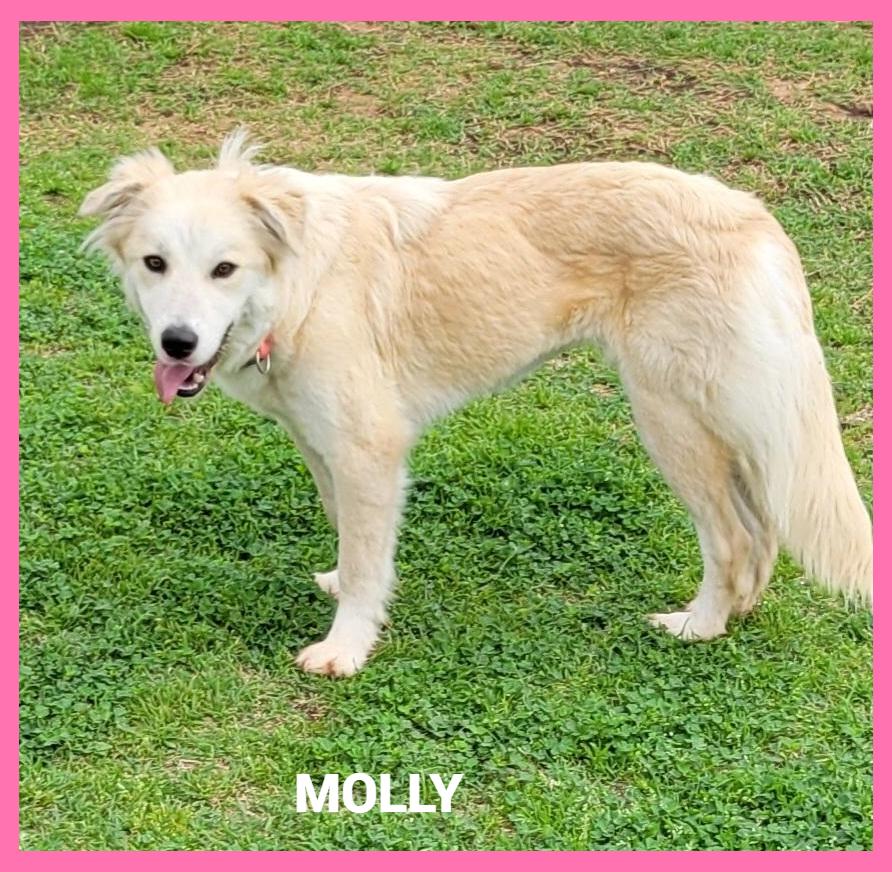 Molly, ADOPTABLE, Young Female Golden Retriever.