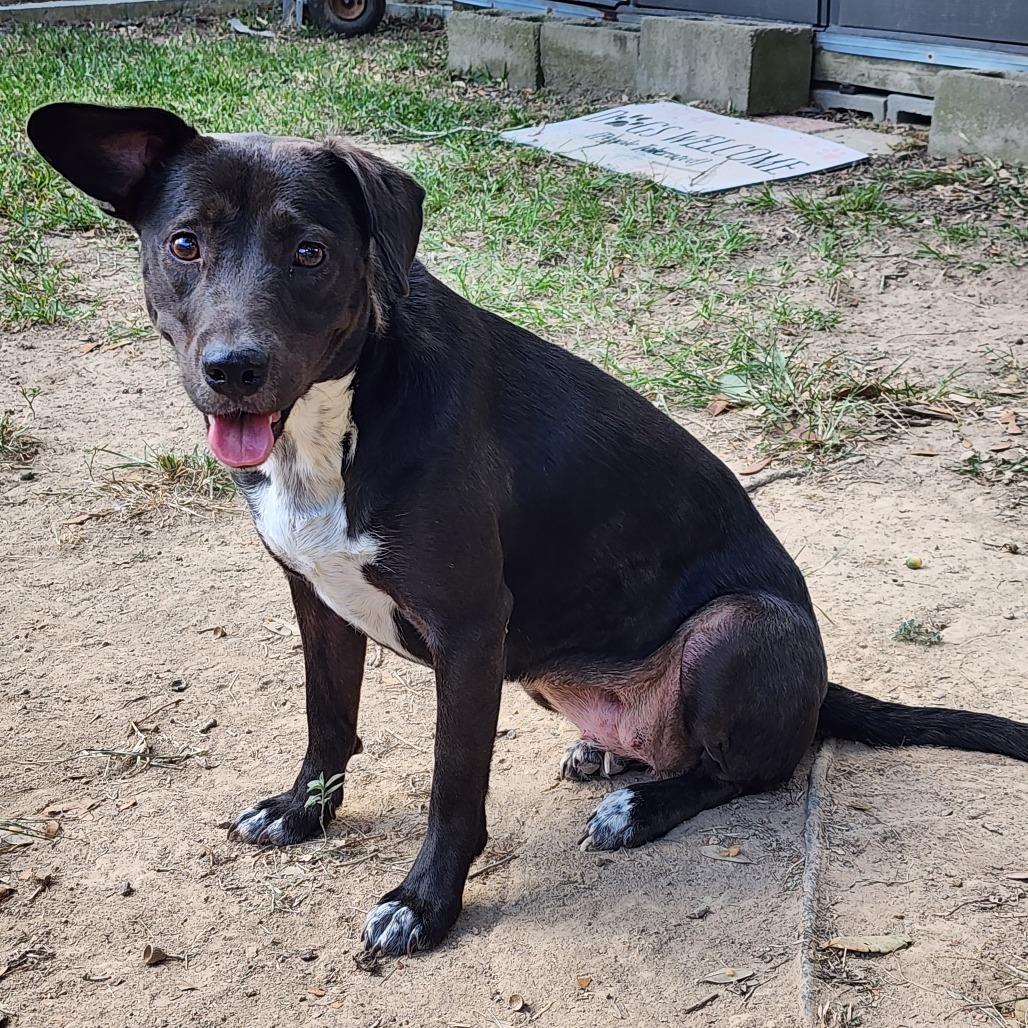 Duchess — thumbnail 2