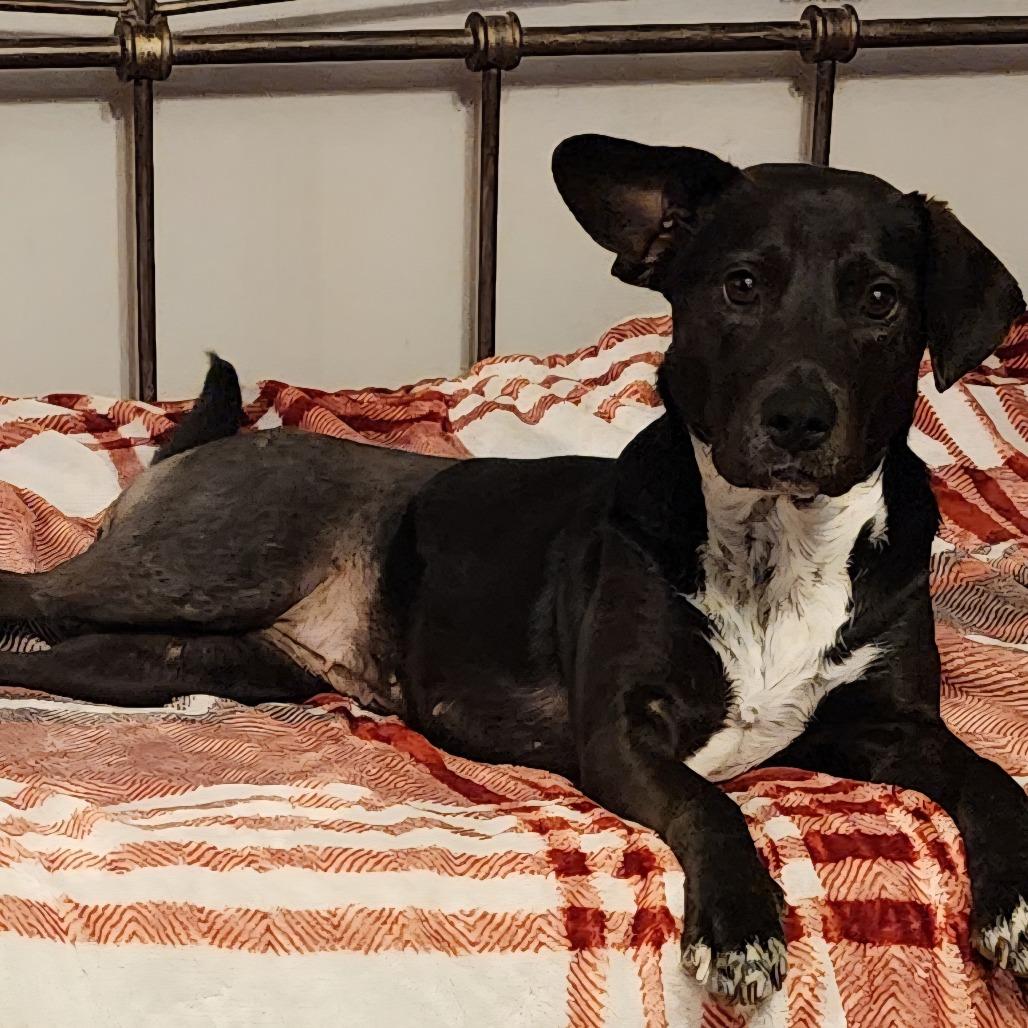 Duchess — thumbnail 3