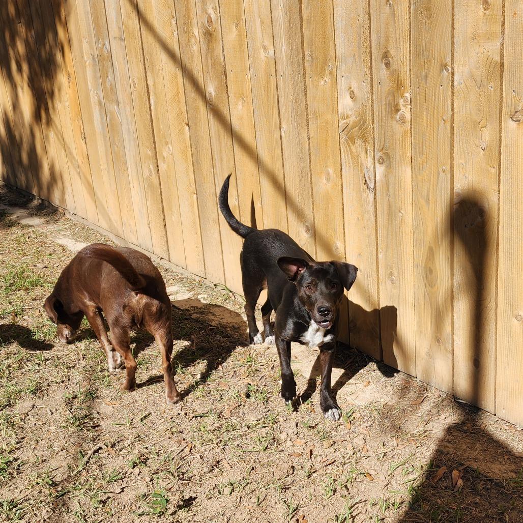 Duchess — thumbnail 4