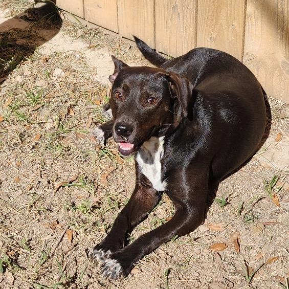 Duchess — thumbnail 5