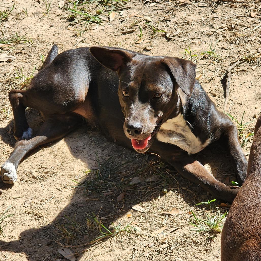 Duchess — thumbnail 6