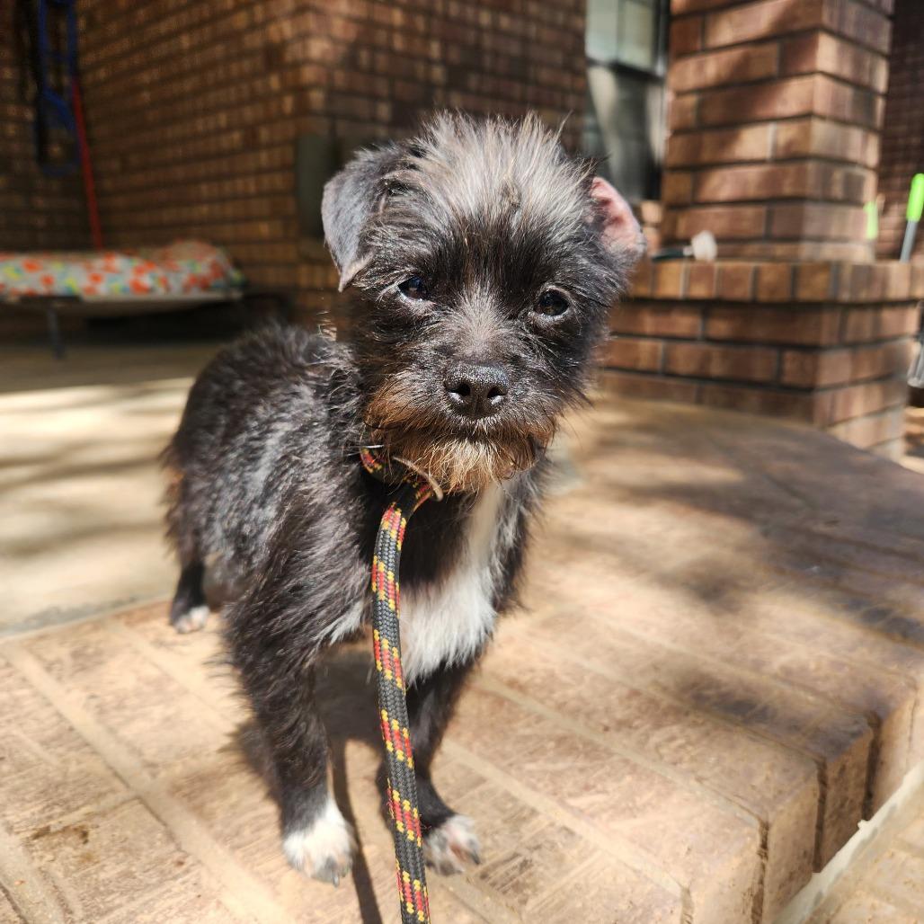 Enlarge Glenda, a Adoptable mixed breed in Pacifica, CA image 1/4