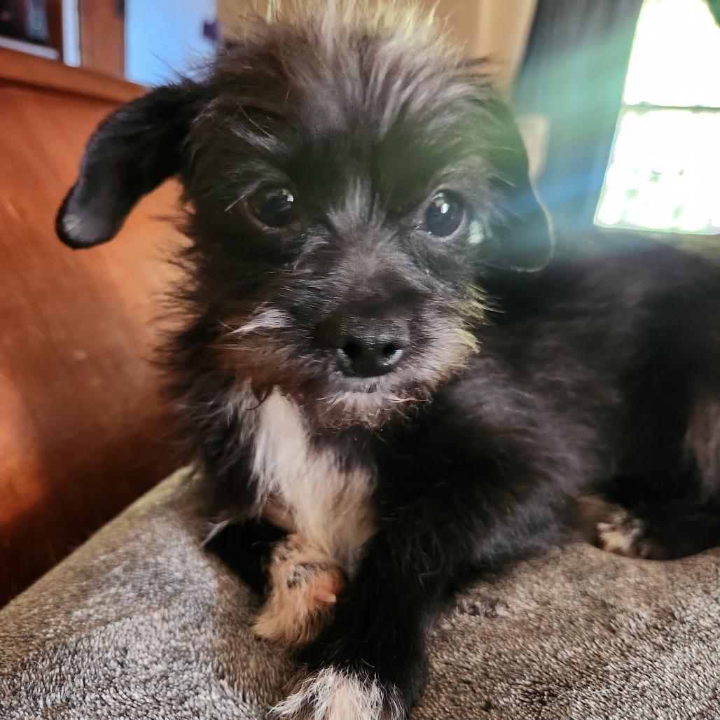 Enlarge Glenda, a Adoptable mixed breed in Pacifica, CA image 2/4