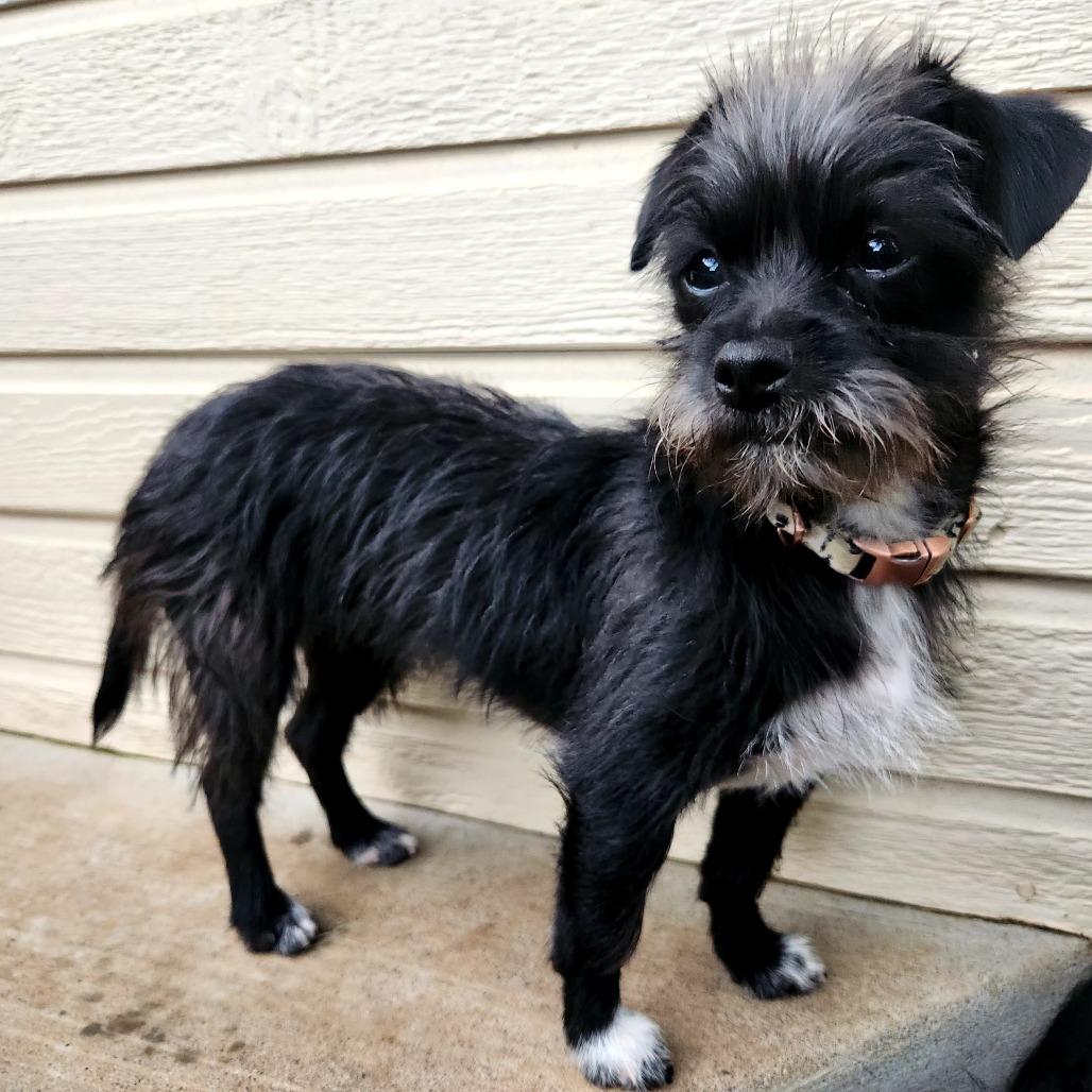 Enlarge Glenda, a Adoptable mixed breed in Pacifica, CA image 3/4
