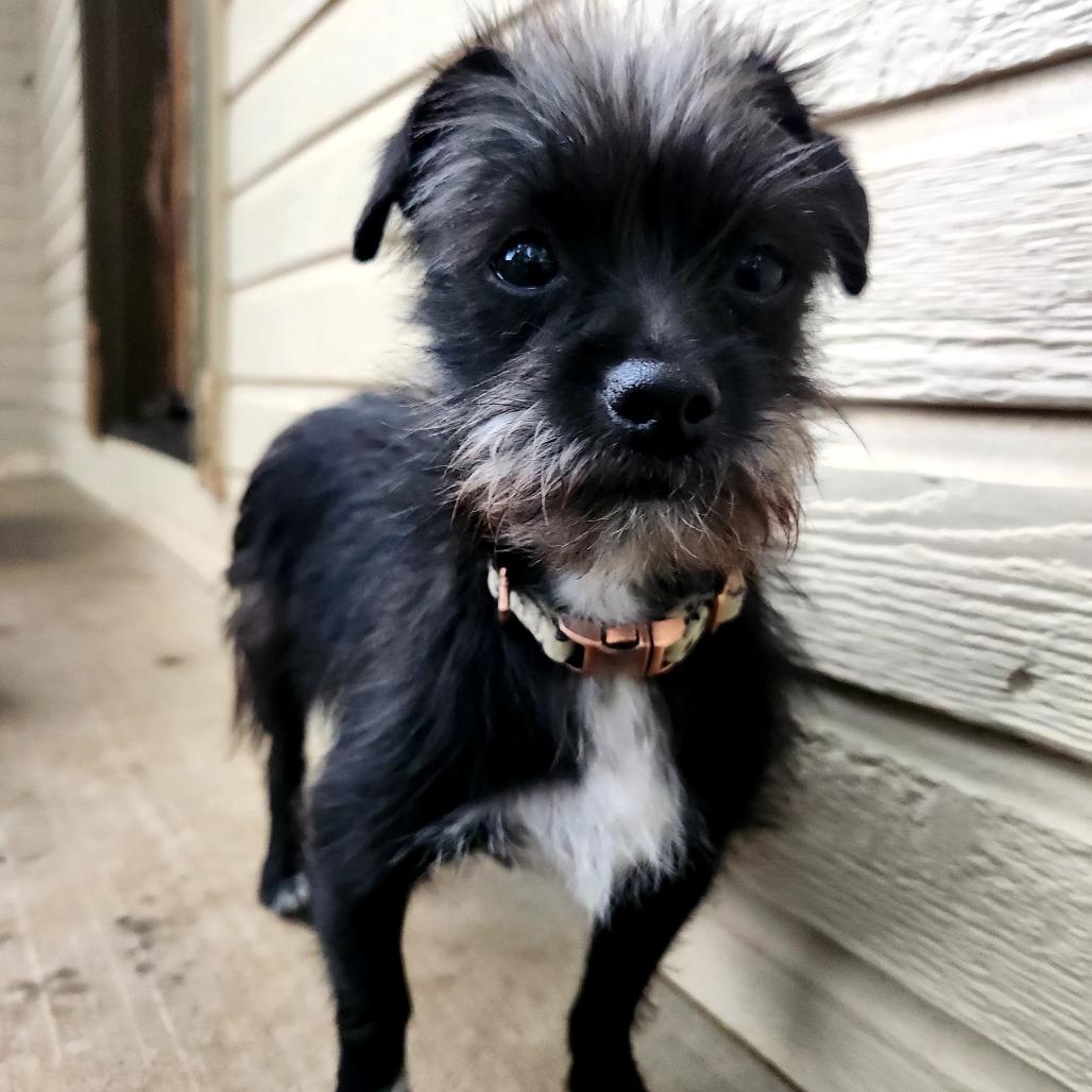 Enlarge Glenda, a Adoptable mixed breed in Pacifica, CA image 4/4