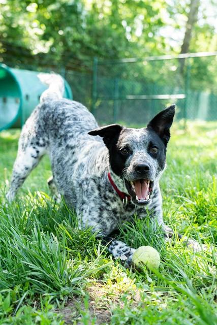 Enlarge LUKE, a Adoptable mixed breed in Saint Peters, MO image 1/1
