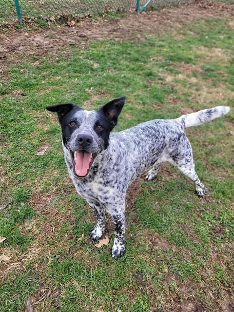 LUKE, Adoptable, Young Male Australian Cattle Dog / Blue Heeler & Mixed Breed.