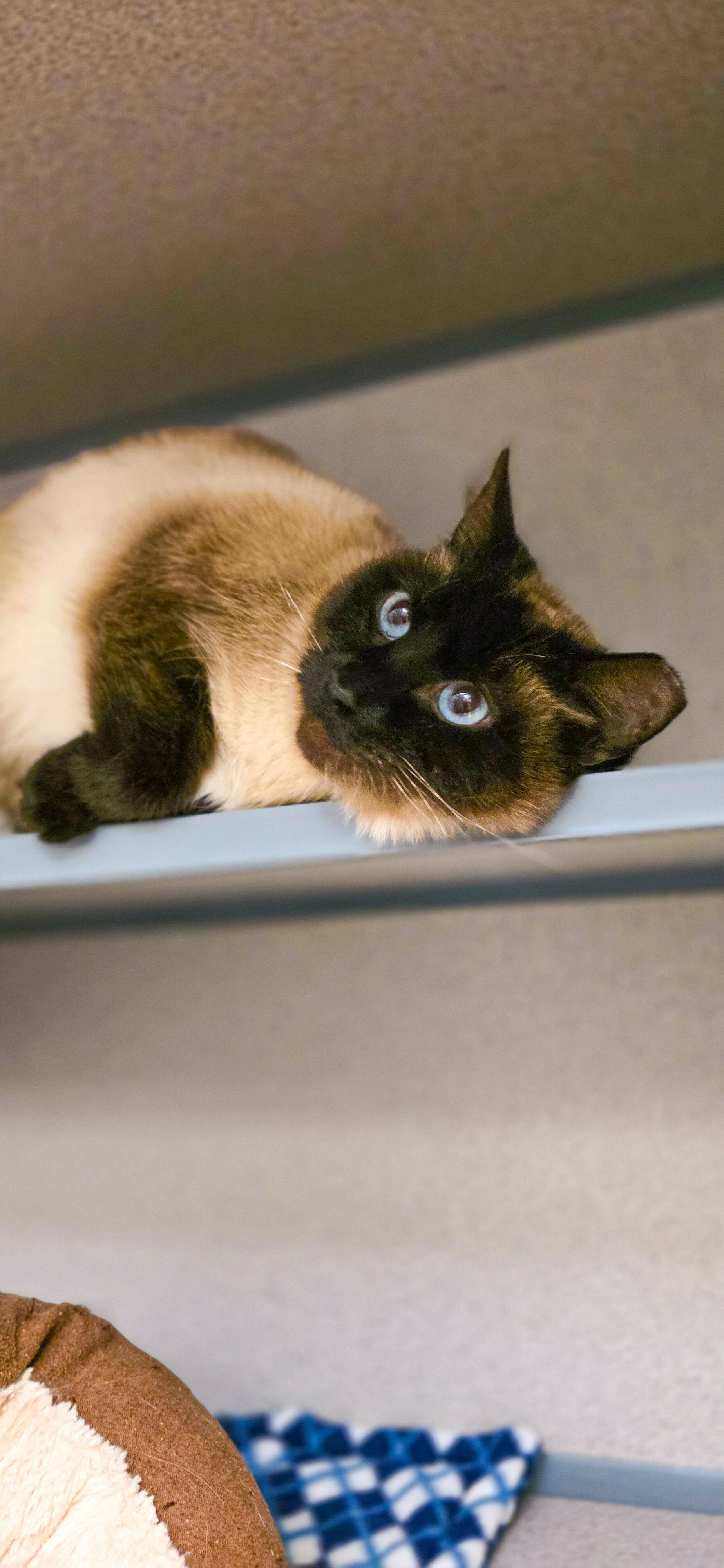 Enlarge Ruby- Siamese, a ADOPTABLE Siamese in Grass Valley, CA image 1/1