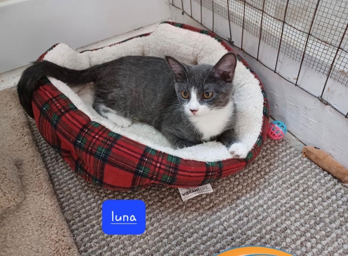 Luna, ADOPTABLE, Kitten Female Domestic Short Hair.