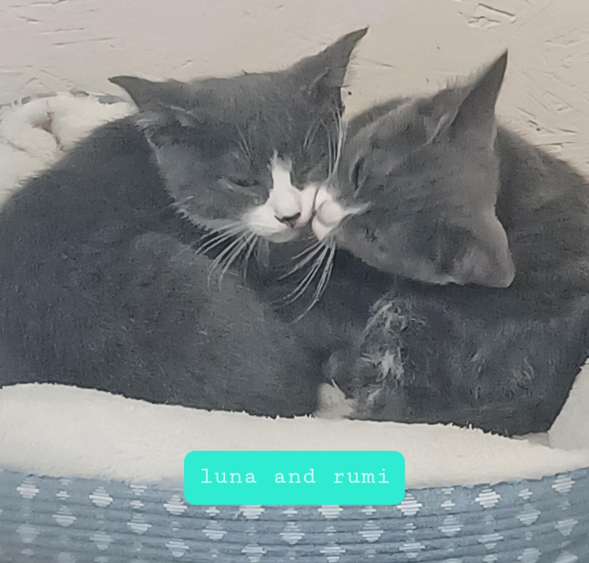 Enlarge Luna, a ADOPTABLE Domestic Short Hair in Walworth, WI image 2/3