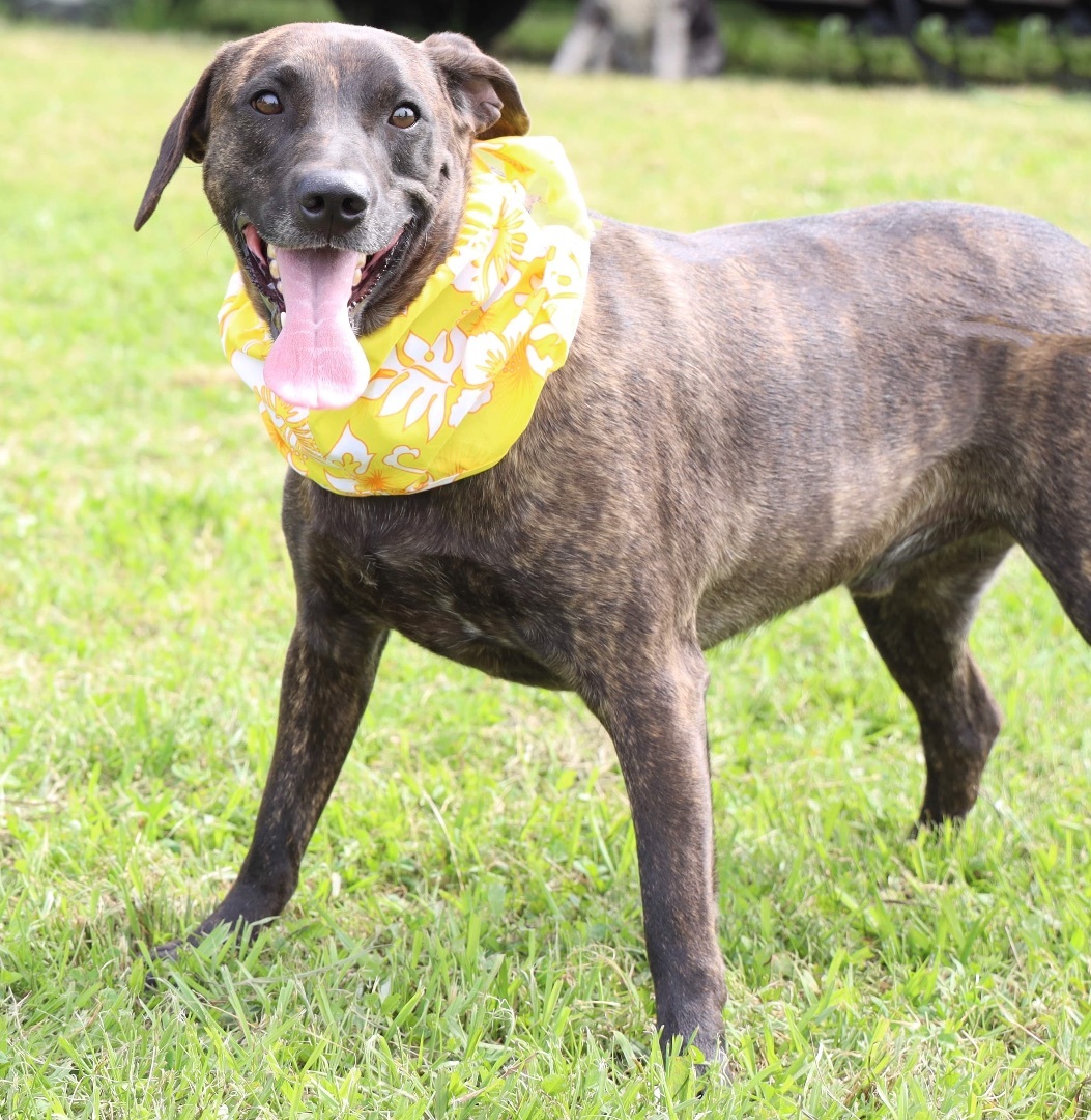 Enlarge Louie, a Adoptable Labrador Retriever in Guntersville, AL image 1/11