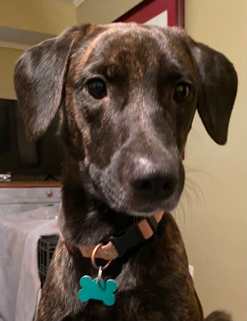 Enlarge Louie, a Adoptable Labrador Retriever in Guntersville, AL image 9/11
