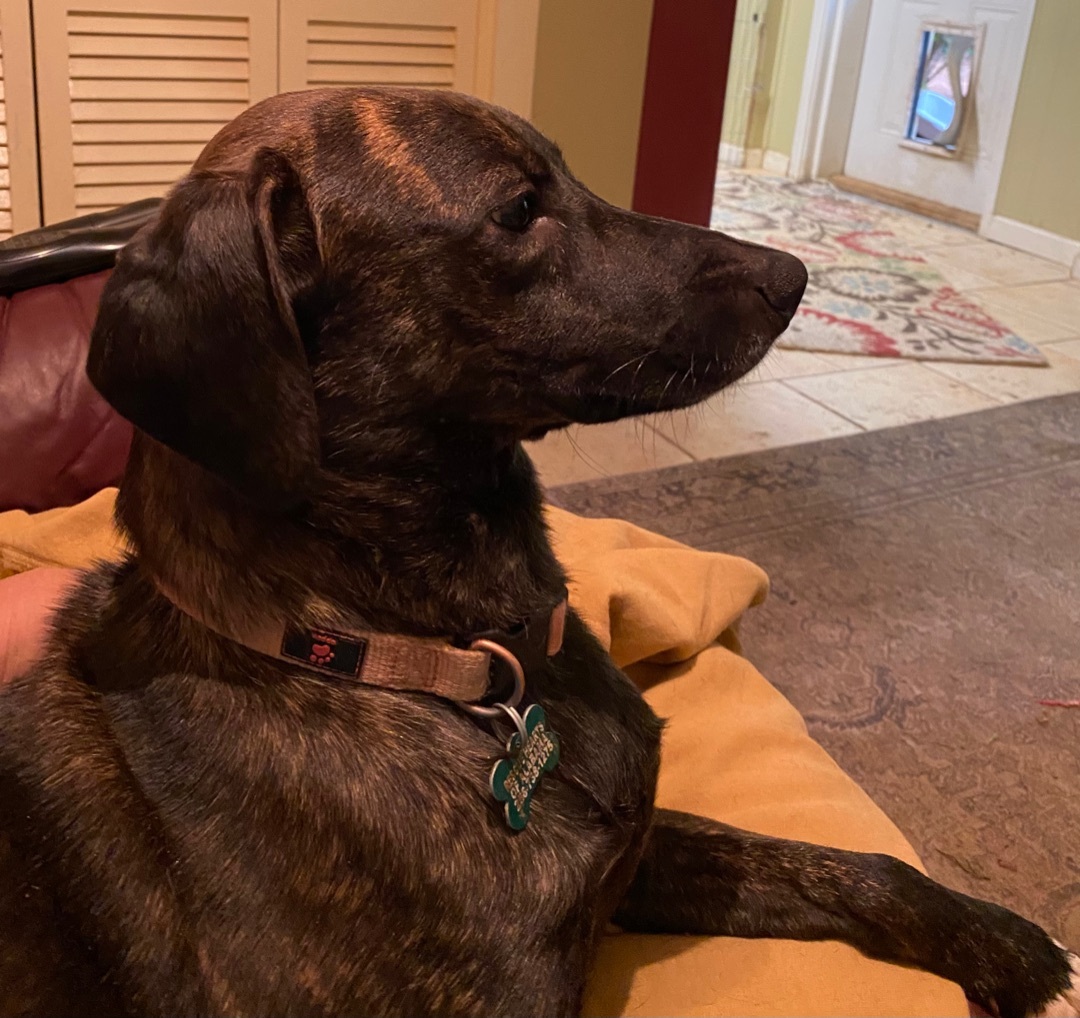 Enlarge Louie, a Adoptable Labrador Retriever in Guntersville, AL image 10/11