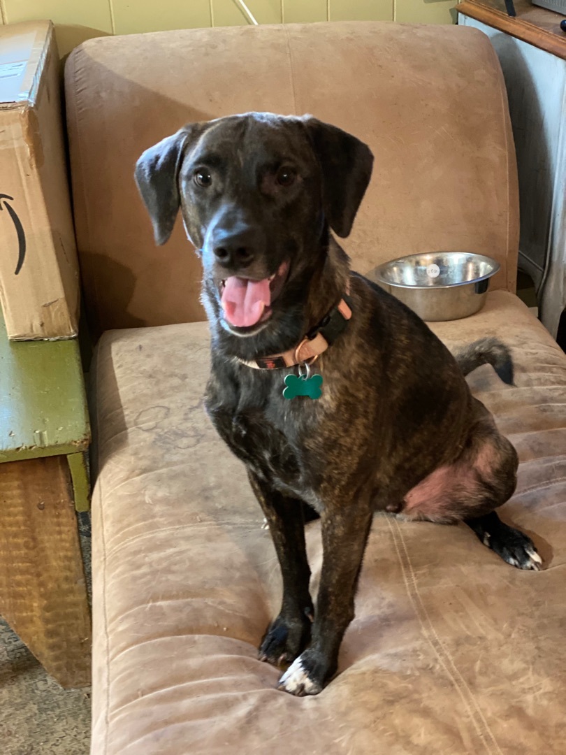Enlarge Louie, a Adoptable Labrador Retriever in Guntersville, AL image 8/11