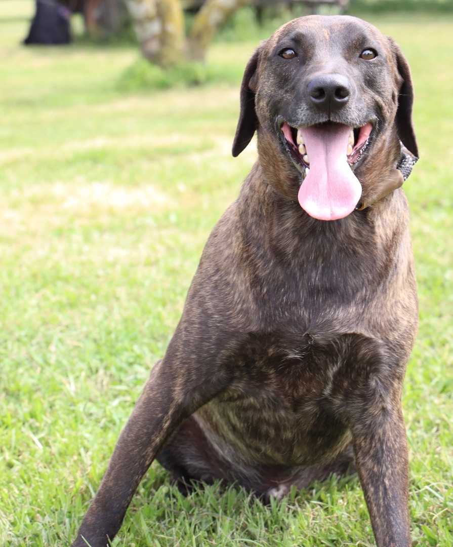 Enlarge Louie, a Adoptable Labrador Retriever in Guntersville, AL image 11/11