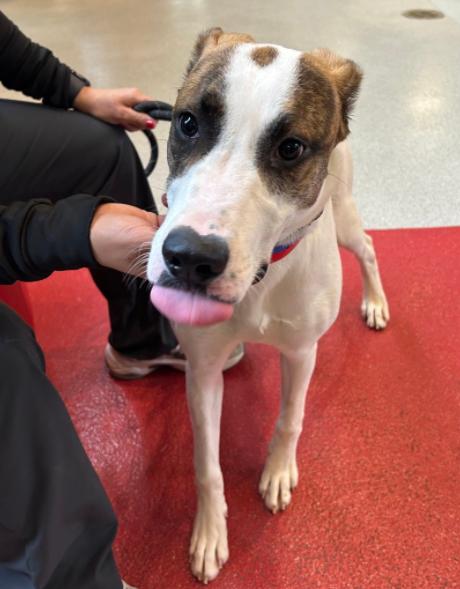 Enlarge Waverly, a ADOPTABLE mixed breed in Palatine, IL image 1/1