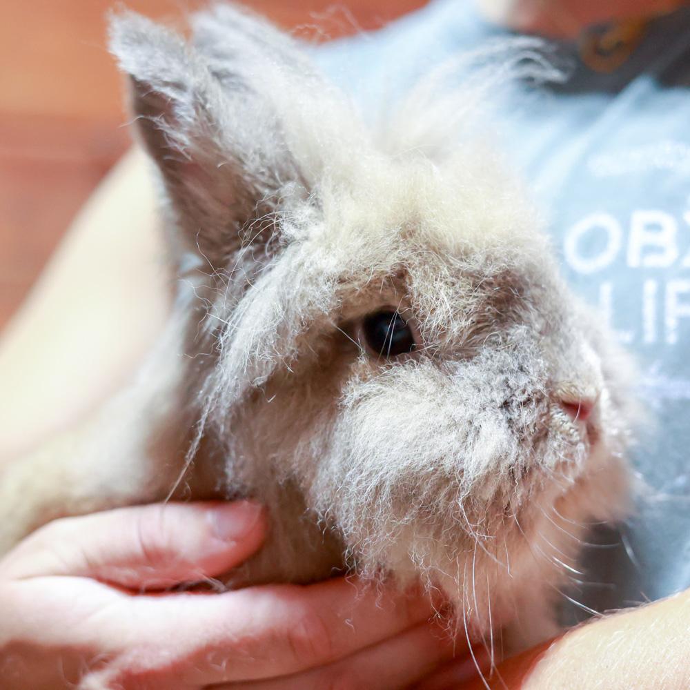 Enlarge Randolph (Male), a Adoptable Lionhead in West Grove, PA image 6/6