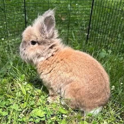 Enlarge Randolph (Male), a Adoptable Lionhead in West Grove, PA image 2/6