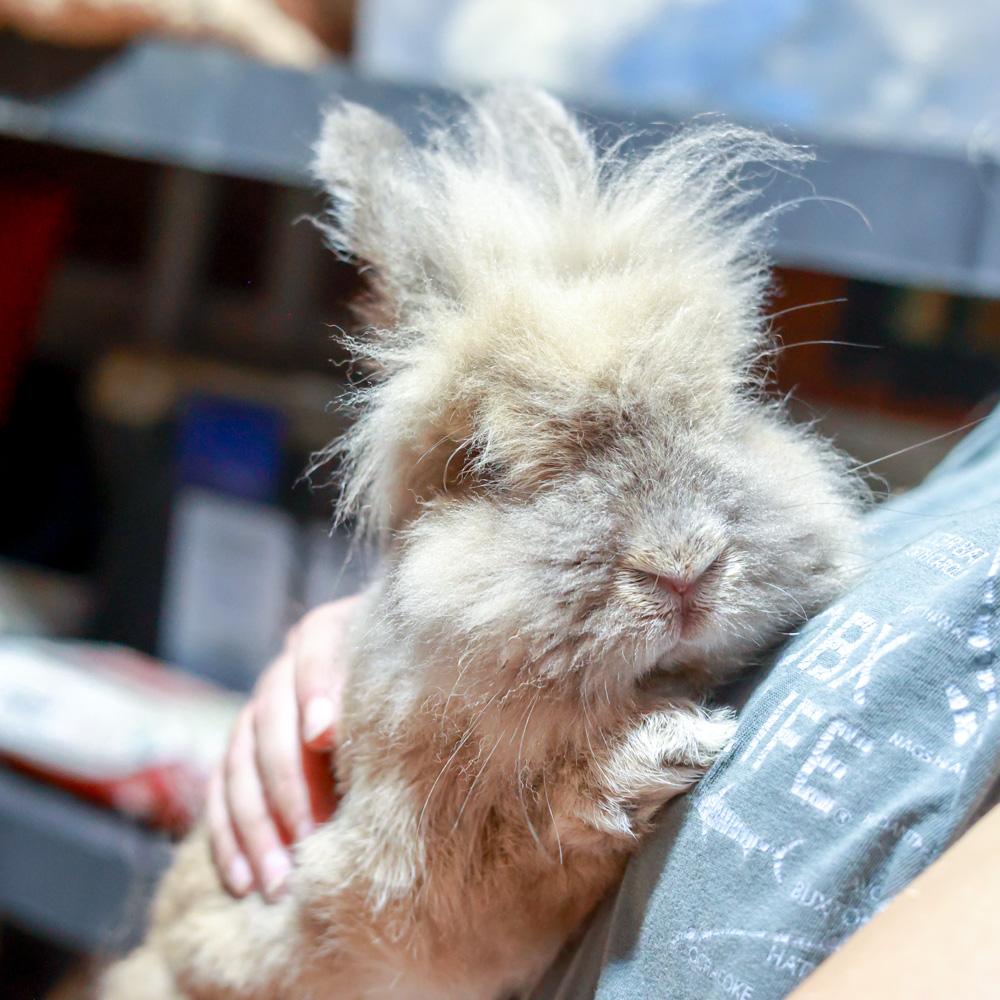 Randolph (Male), Adoptable, Adult Male Lionhead.