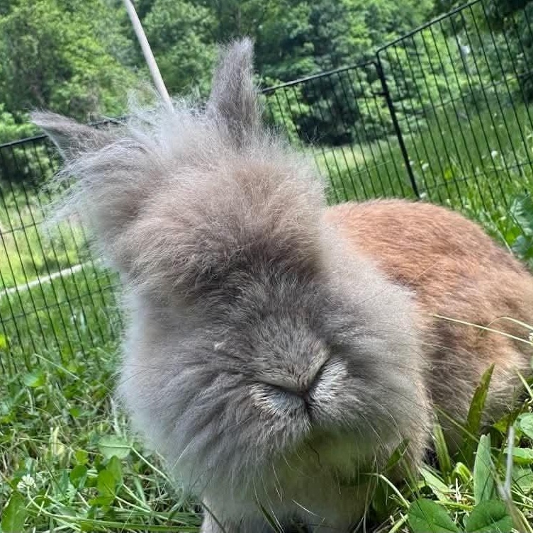 Enlarge Randolph (Male), a Adoptable Lionhead in West Grove, PA image 4/6