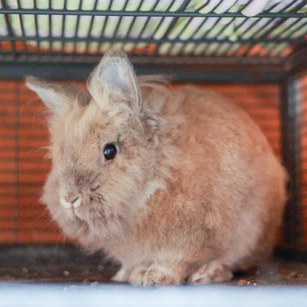 Enlarge Randolph (Male), a Adoptable Lionhead in West Grove, PA image 5/6