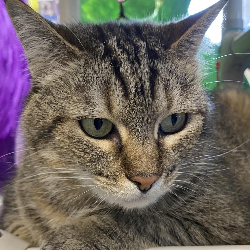 Enlarge Maddie, a Adoptable Domestic Short Hair in Fletcher, NC image 1/5