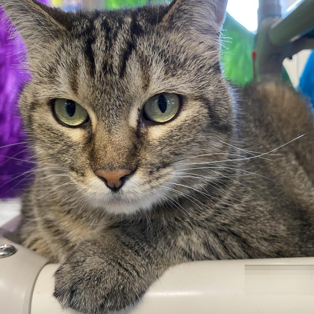 Enlarge Maddie, a Adoptable Domestic Short Hair in Fletcher, NC image 2/5