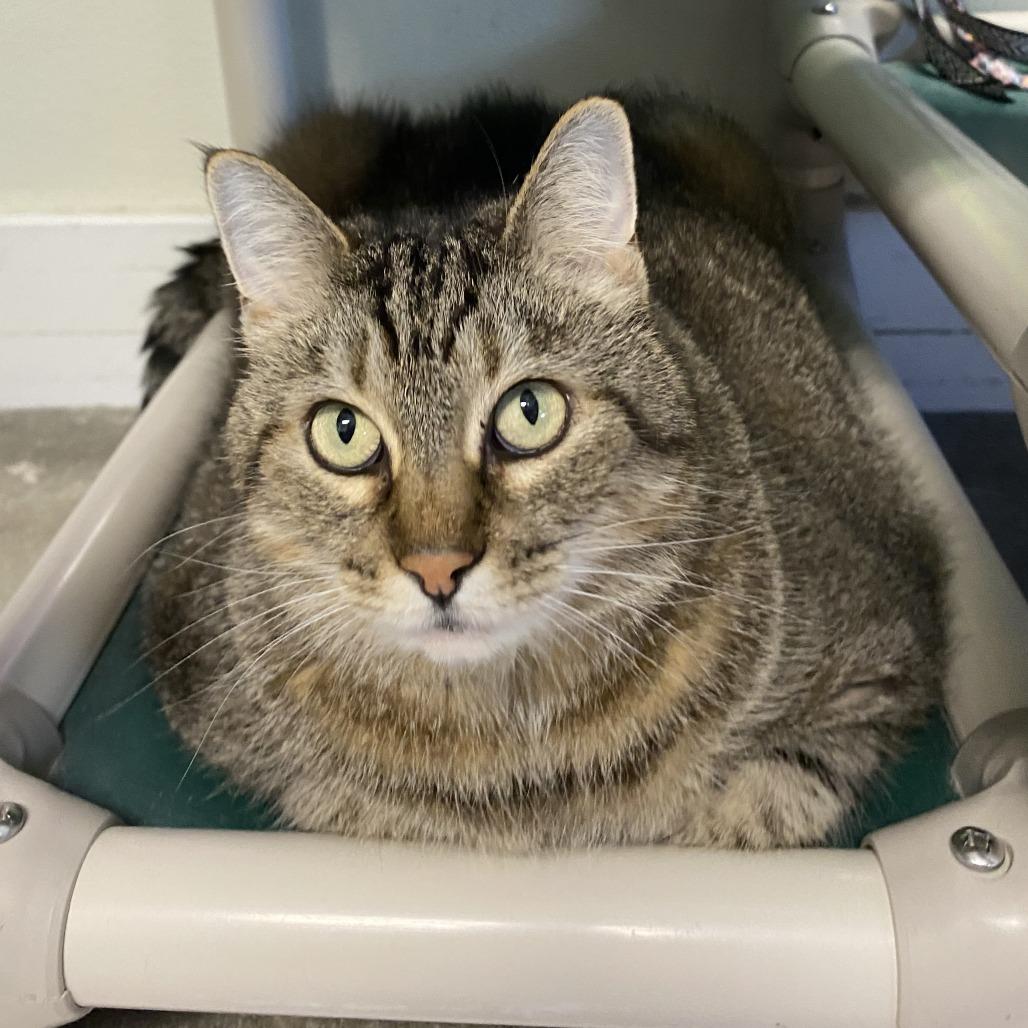 Enlarge Maddie, a Adoptable Domestic Short Hair in Fletcher, NC image 3/5