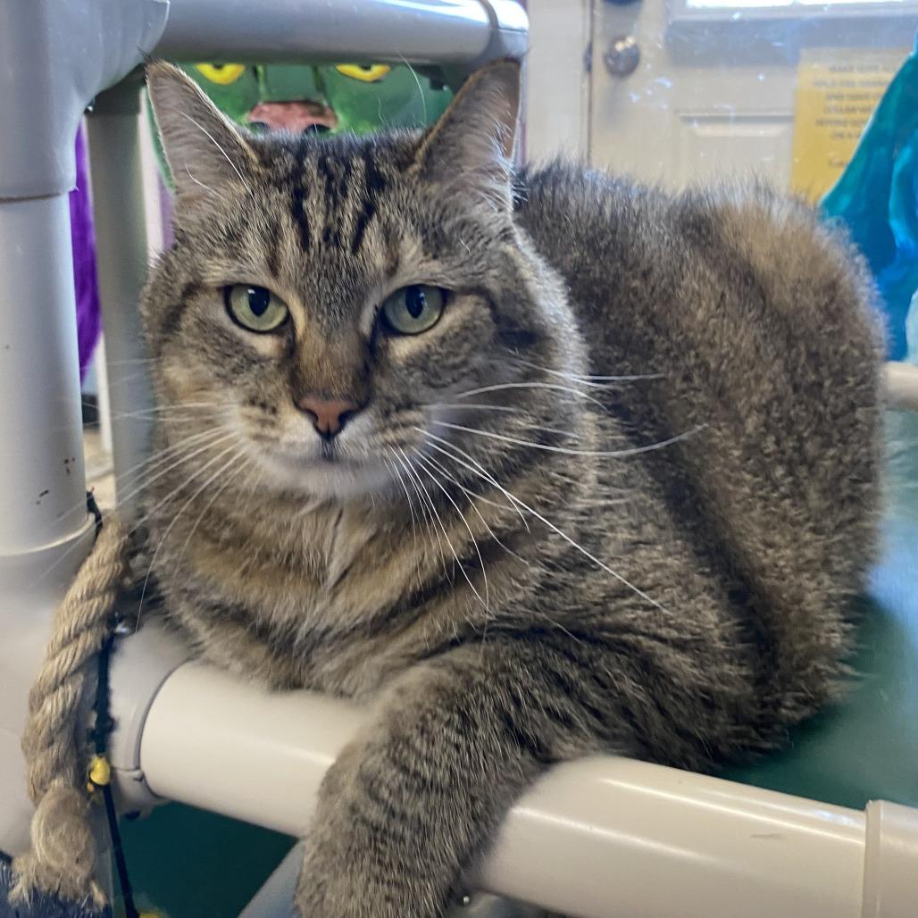 Enlarge Maddie, a Adoptable Domestic Short Hair in Fletcher, NC image 4/5