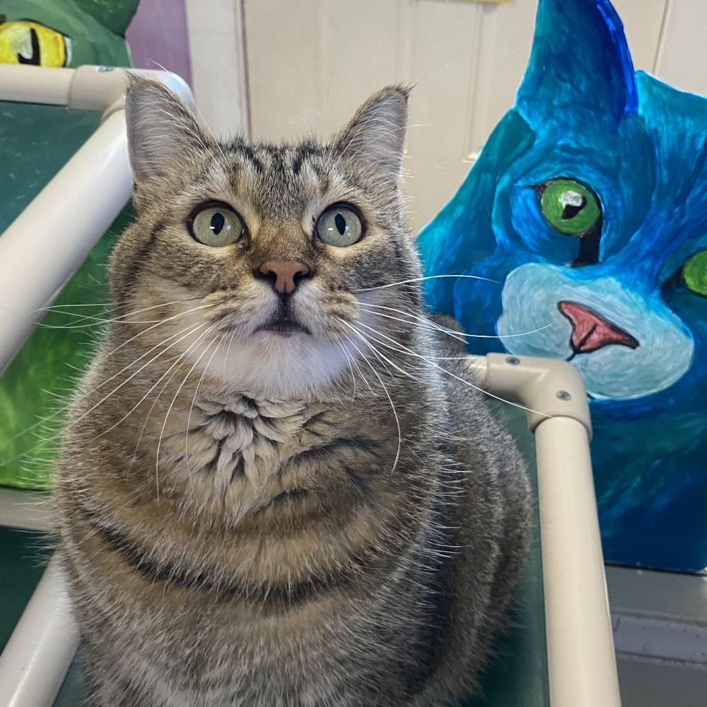 Enlarge Maddie, a Adoptable Domestic Short Hair in Fletcher, NC image 5/5