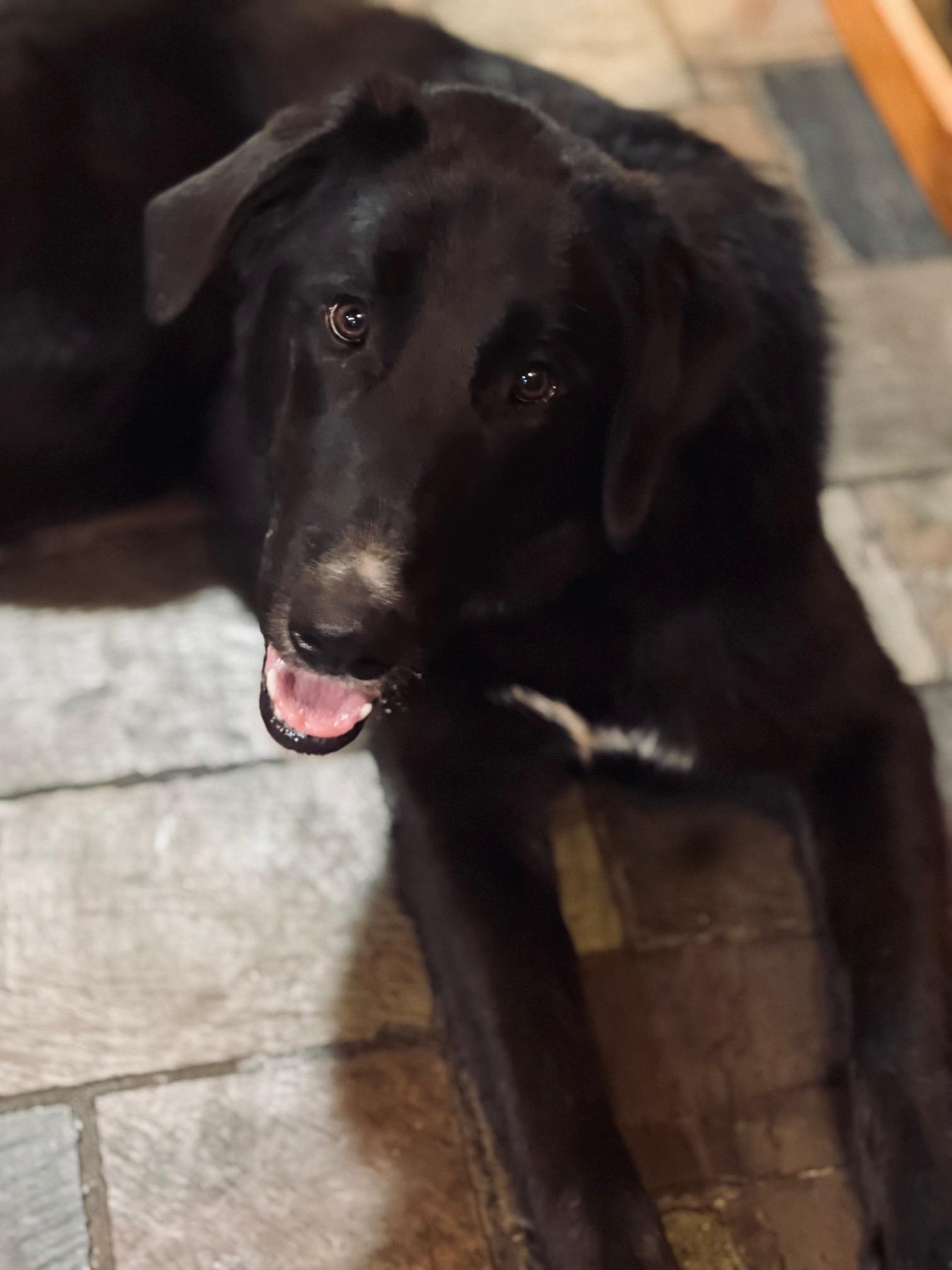 Enlarge Mando, a ADOPTABLE mixed breed in Aspen, CO image 5/6