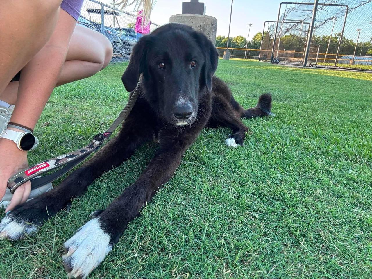 Mando, ADOPTABLE, Young Male Black Labrador Retriever & Great Pyrenees.